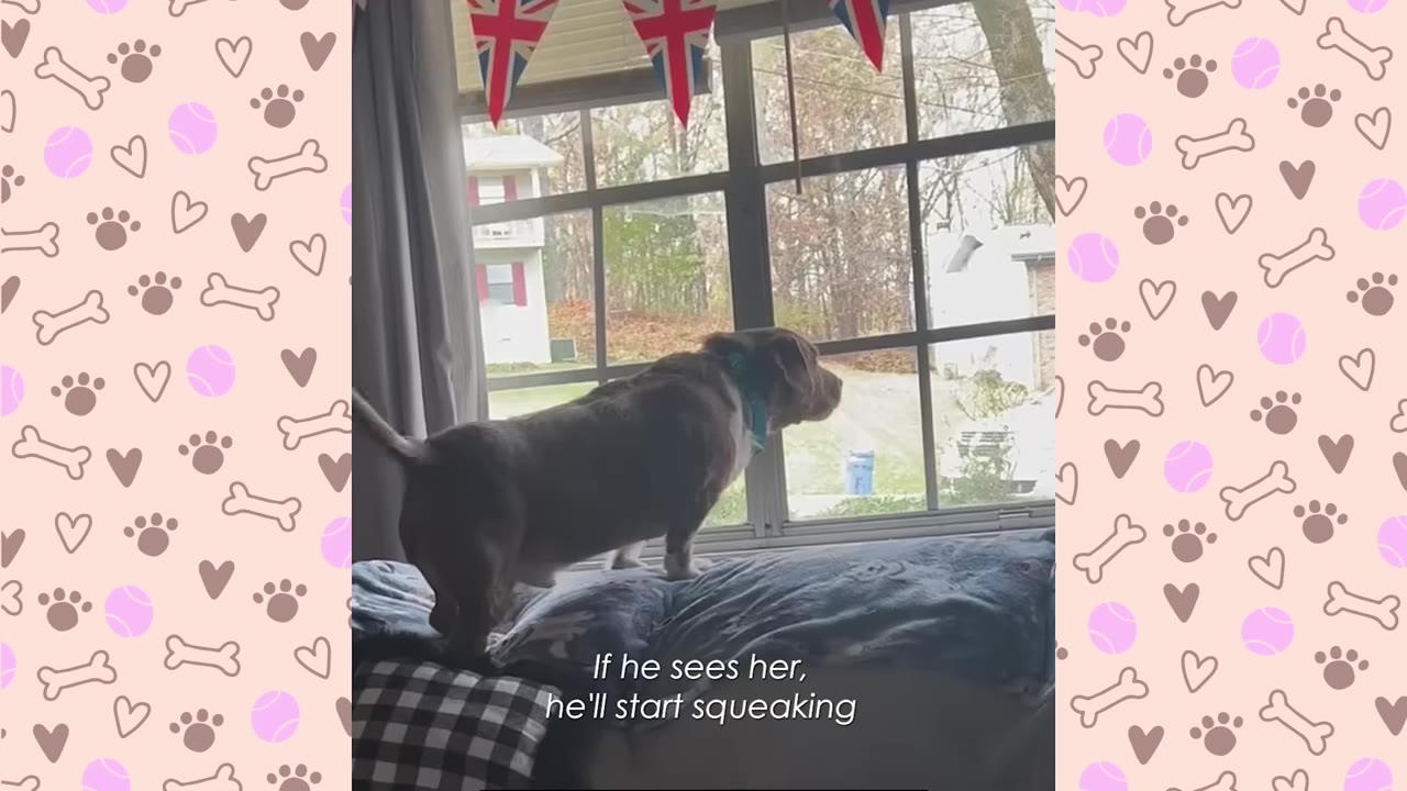 A brown and white dog stands on a couch cushion, looking intently out of a large window.