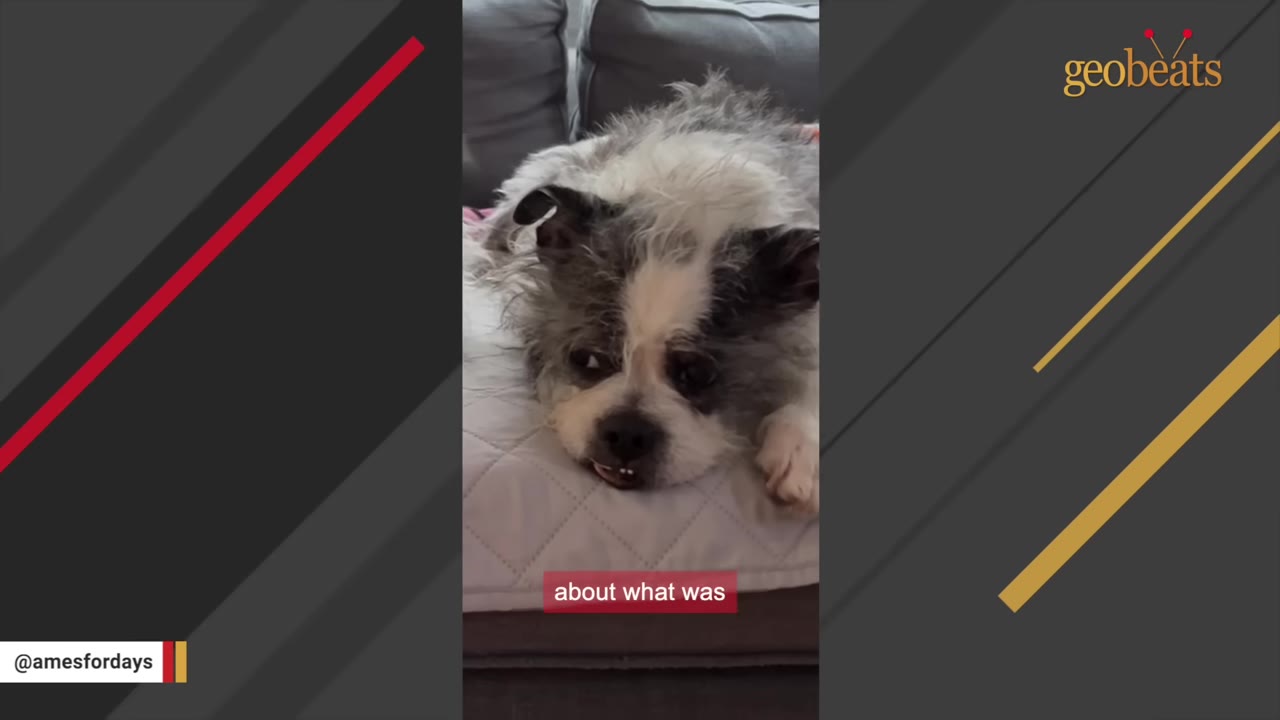 A small, scruffy black and white dog lies on a light-colored dog bed, looking up with a sad expression.
