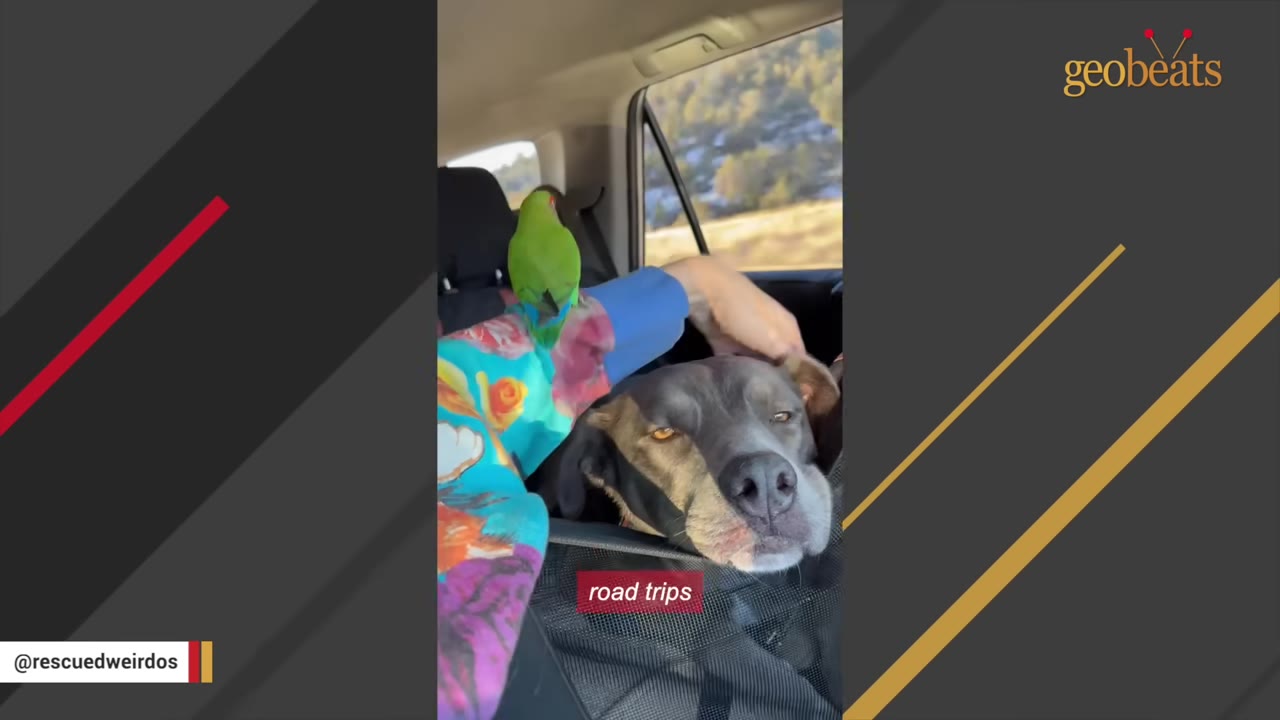 A close-up of a dark-colored dog resting its head in a car seat, looking towards the camera with a somber expression, while a small green parrot perches on a person's colorful sleeve nearby.