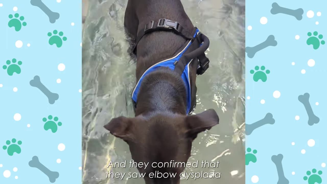 A black dog wearing a blue harness walks through shallow water, with text overlay reading 'And they confirmed that they saw elbow dysplasia'.