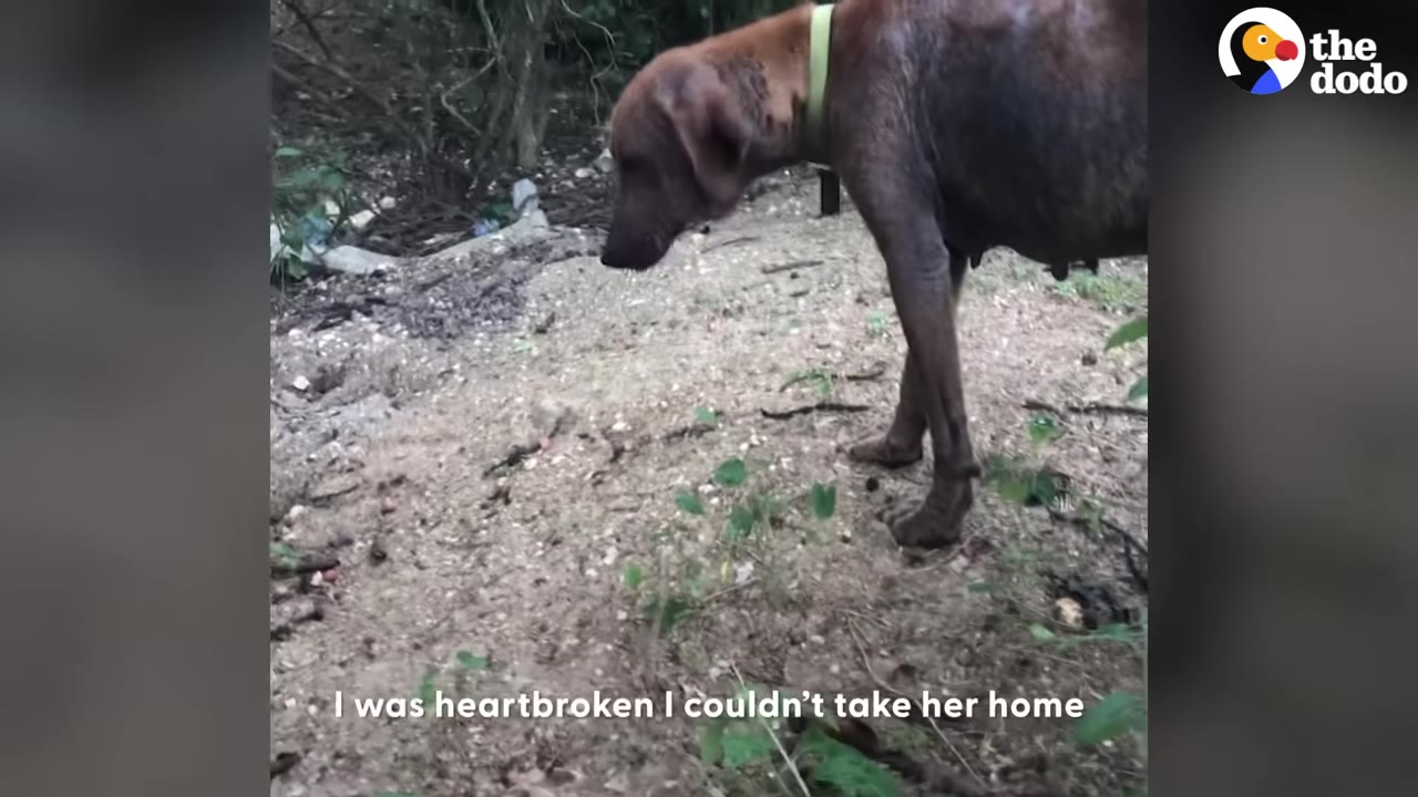 A brown dog with a green collar stands on a dirt path, looking downcast, with the subtitle 'I was heartbroken I couldn't take her home' visible at the bottom.