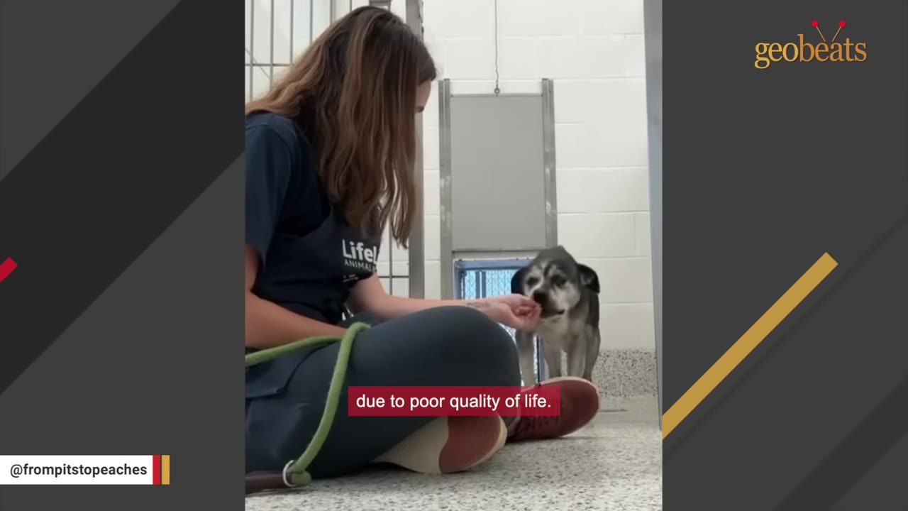 A shelter worker sits on the floor of a kennel, offering a treat to a small, senior grey and white dog.