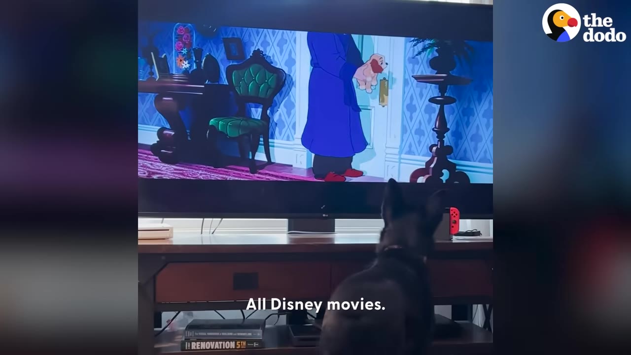 A black dog named Bosco sits in front of a television screen showing a scene from Disney's Lady and the Tramp, with the caption 'All Disney movies.' at the bottom.