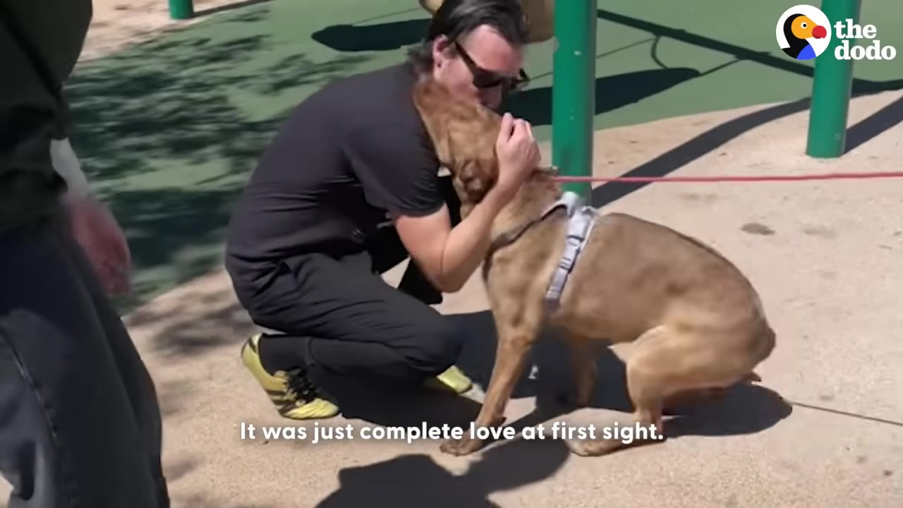 A man in a black shirt and sunglasses crouches down to hug a brown dog wearing a harness on a sunny day.