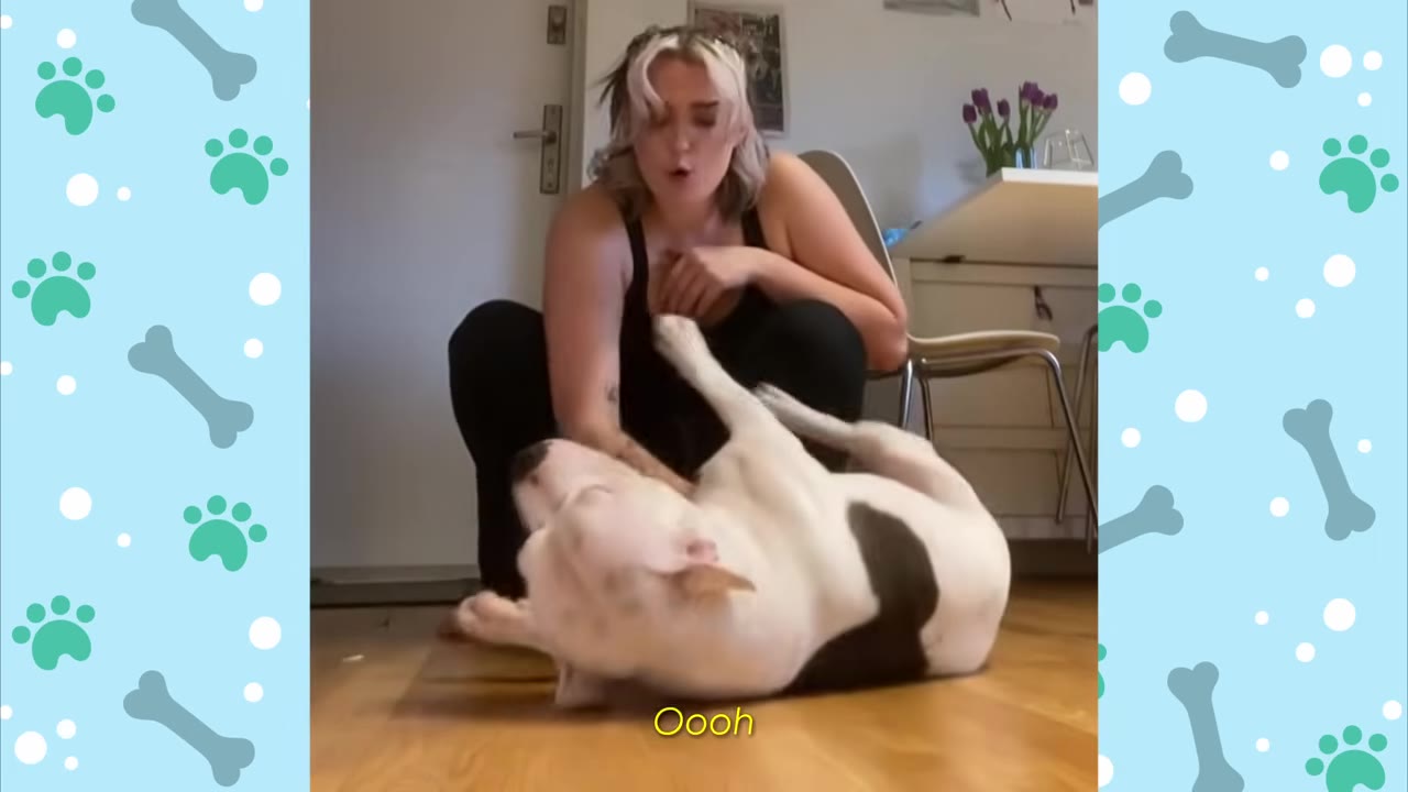 A woman crouches on a wooden floor to greet a white and black dog rolling on its back in excitement.