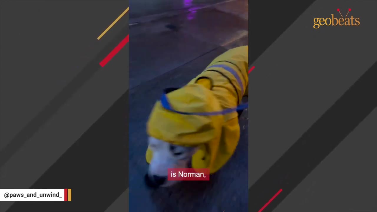 A dog wearing a yellow raincoat with a hood walks on a wet sidewalk at night, with a subtitle reading 'is Norman,'.