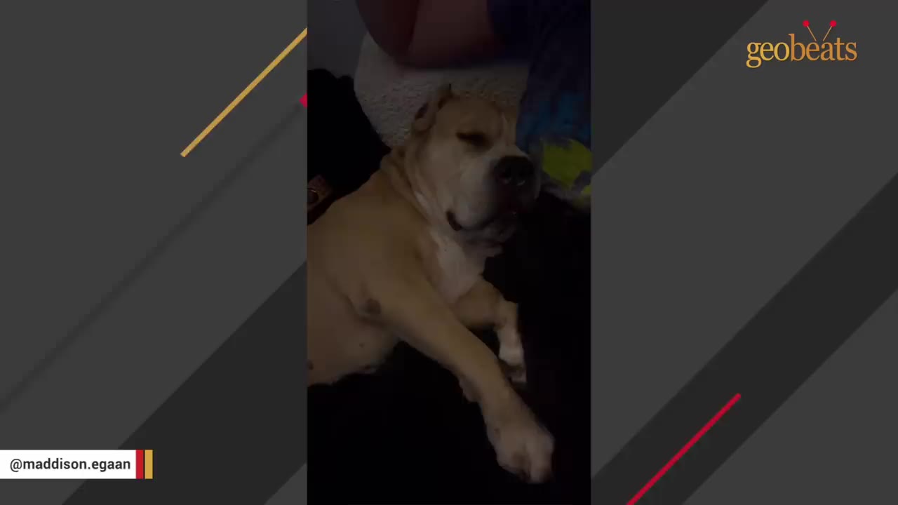A tan dog sleeping peacefully on a dark couch next to a person.
