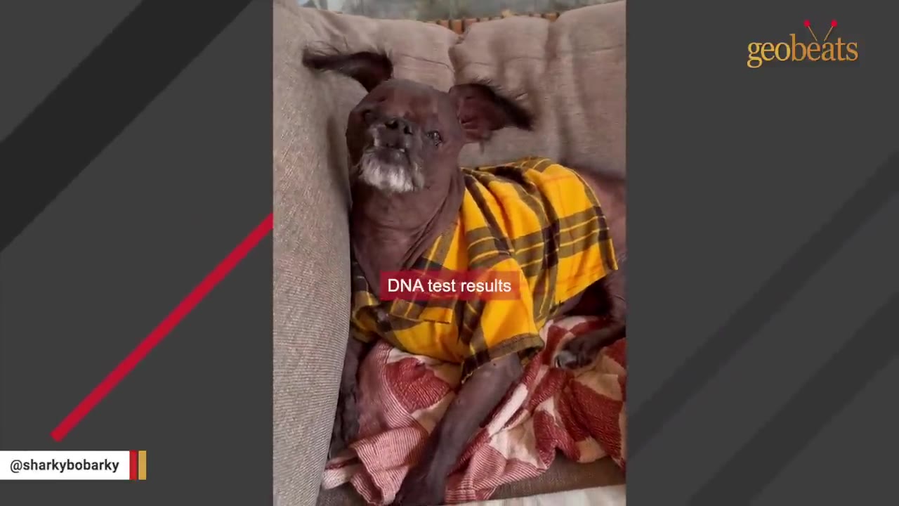 A hairless, dark-skinned dog wearing a yellow plaid shirt lies on a couch with a text overlay that reads 'DNA test results'.