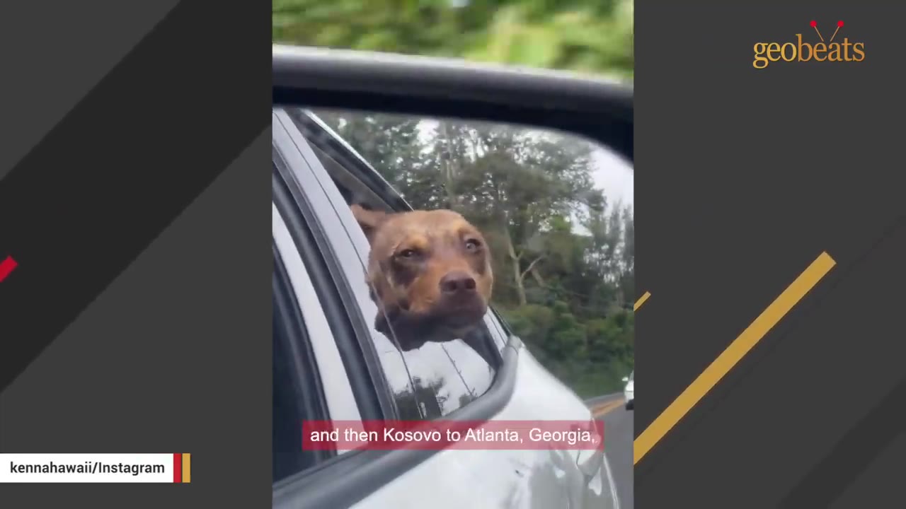 A brown dog sticking its head out of a car window during a road trip.