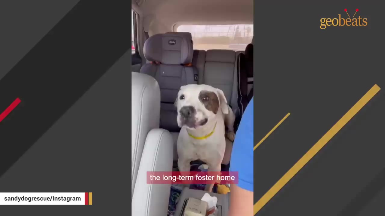 A white dog with a brown patch over its eye sits in the back seat of a car next to a child's car seat, looking forward with a happy expression.
