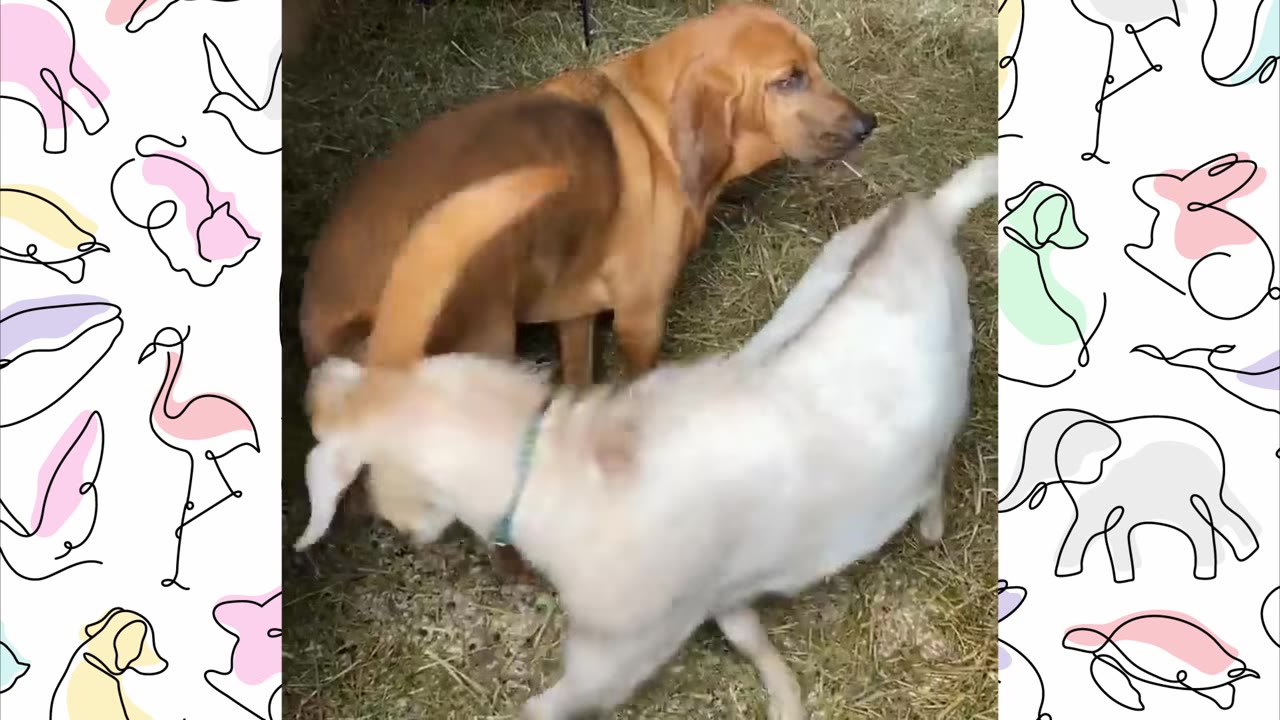 A brown bloodhound standing calmly next to a white goat on straw bedding.