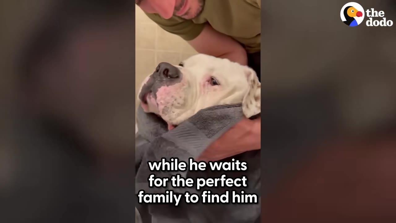A large white dog with brown spots on its ears is wrapped in a grey towel and cradled by a person.