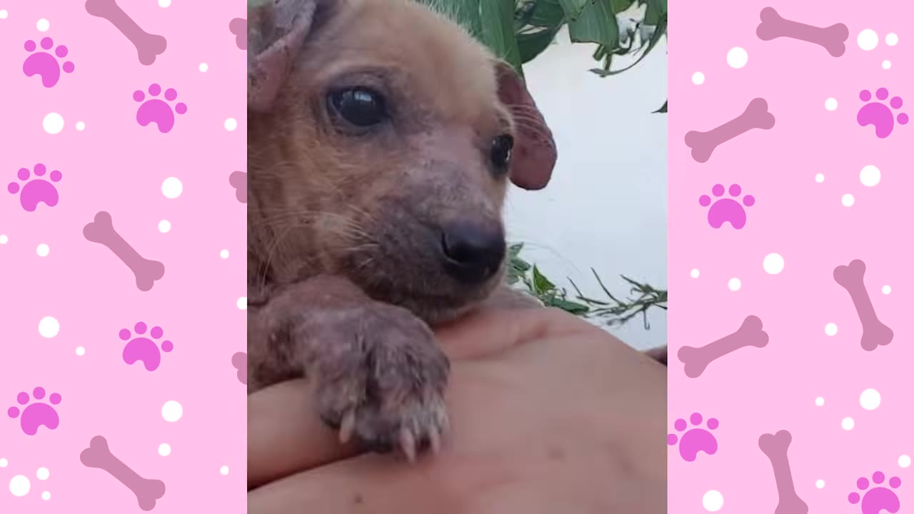 A close-up of a small, light brown puppy with sparse fur, resting its paw on a person's hand and looking up with large, dark eyes.