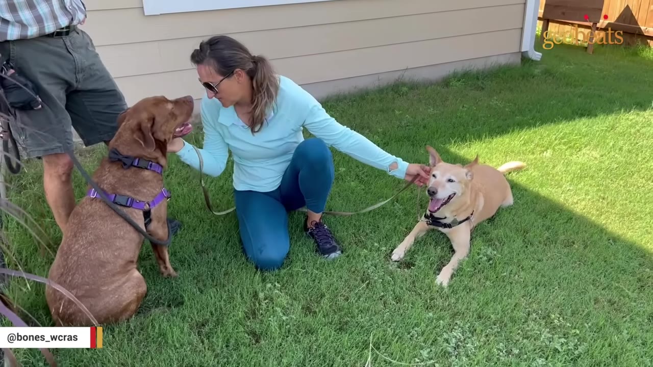 A woman in a light blue long-sleeve shirt and blue leggings kneels on a green lawn, petting a tan dog lying down while looking at a brown dog sitting next to her on a leash.