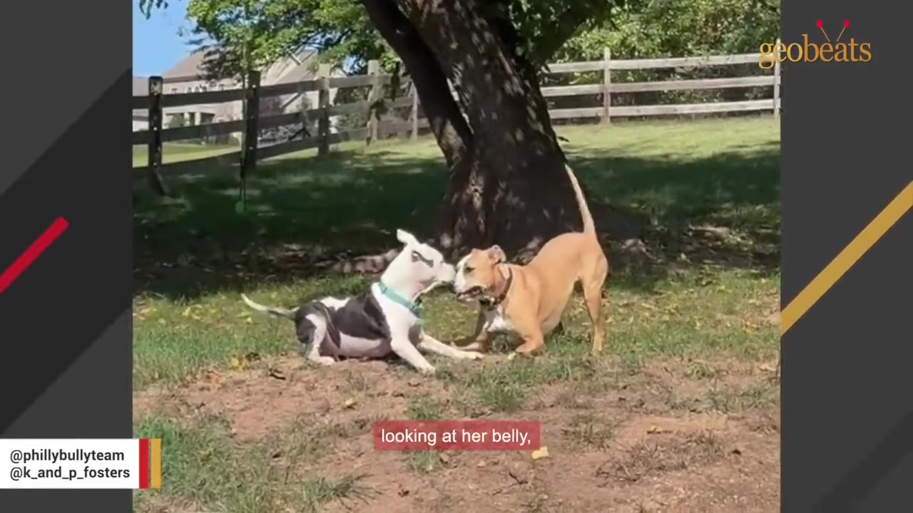 A black and white dog lies on the grass looking up at a tan dog standing in front of a large tree in a fenced yard.