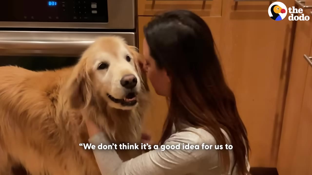 A woman gently holds the face of an elderly golden retriever in a kitchen.