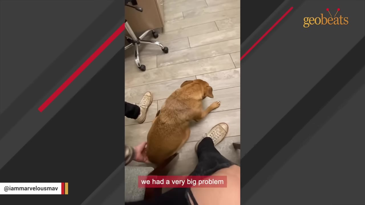 A brown dog sits on a tiled floor between a person's legs, appearing unable to stand properly on its hind legs.