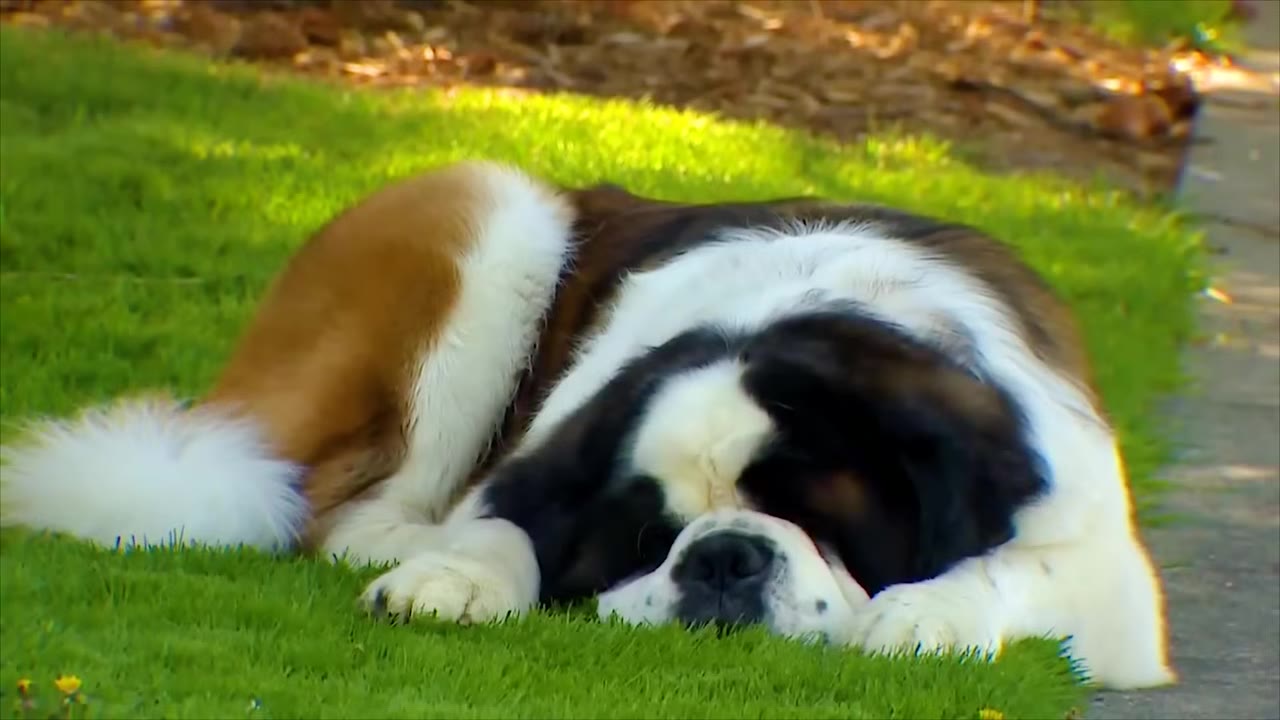A large Saint Bernard dog lying down on a green lawn, resting its head on its paws with a sad expression.
