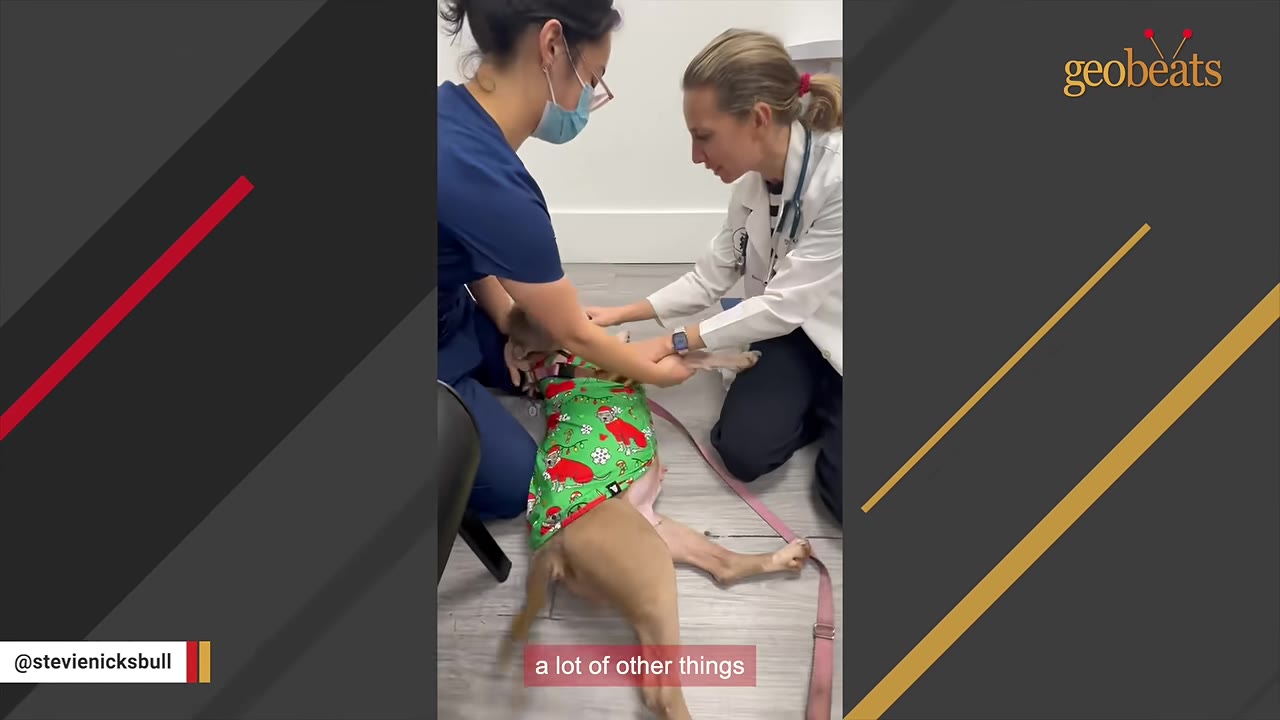 A tan dog wearing a green holiday sweater lies on its back on a clinic floor while being examined by two veterinary professionals.