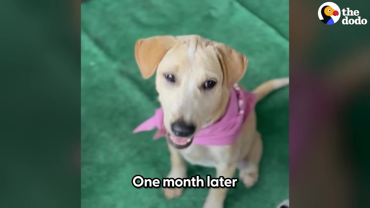 A light brown puppy wearing a pink bandana sits on a green surface, looking up with a happy, open-mouthed expression.