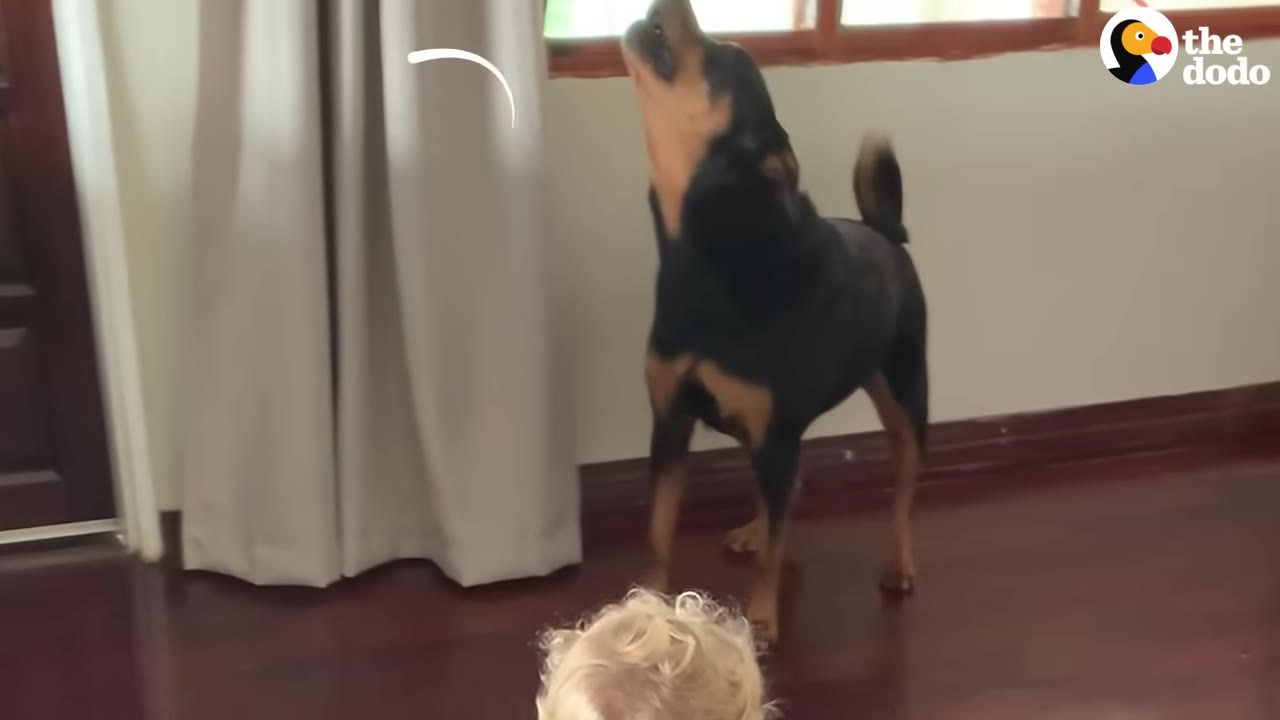 A black and tan dog stands on a wooden floor, throwing its head back to howl next to a blonde toddler.