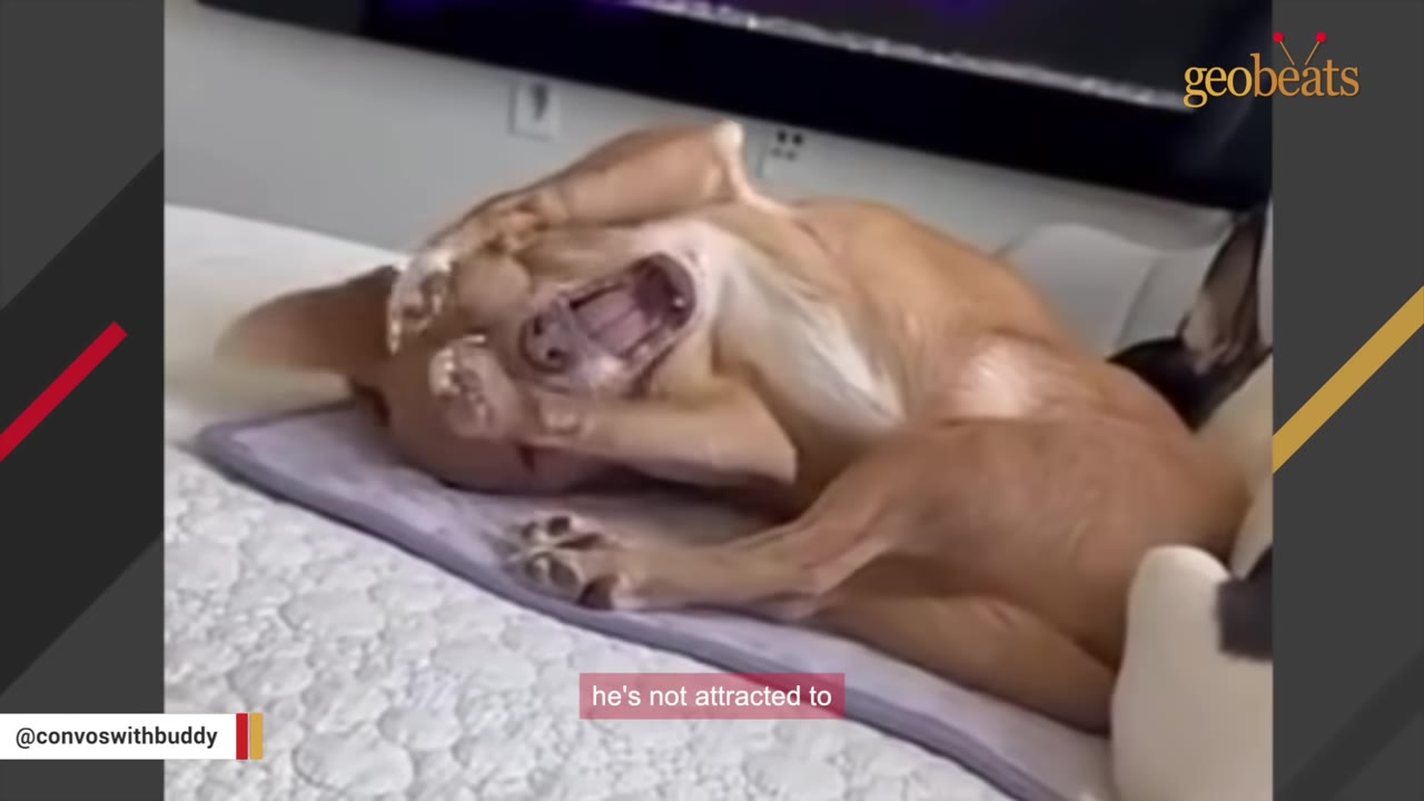 A small brown chihuahua lying on its back on a bed, yawning with its mouth wide open and paws near its face.