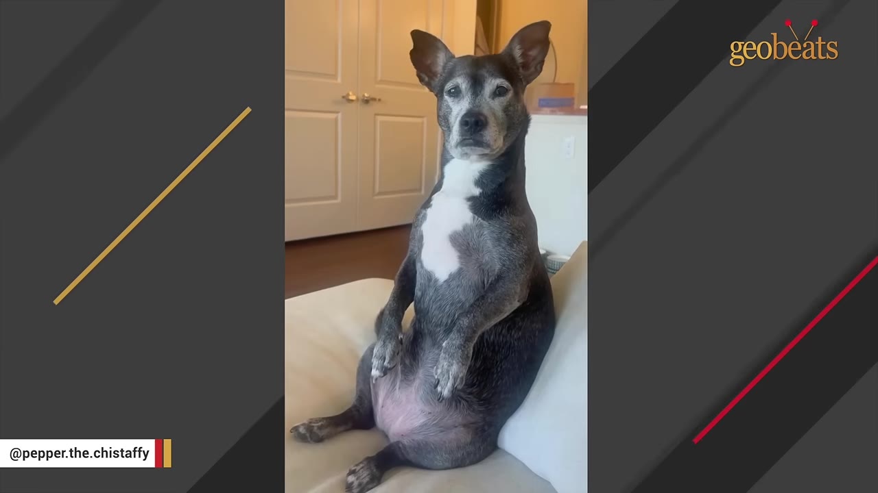 A grey and white dog sitting upright on a white couch like a human, looking directly at the camera.
