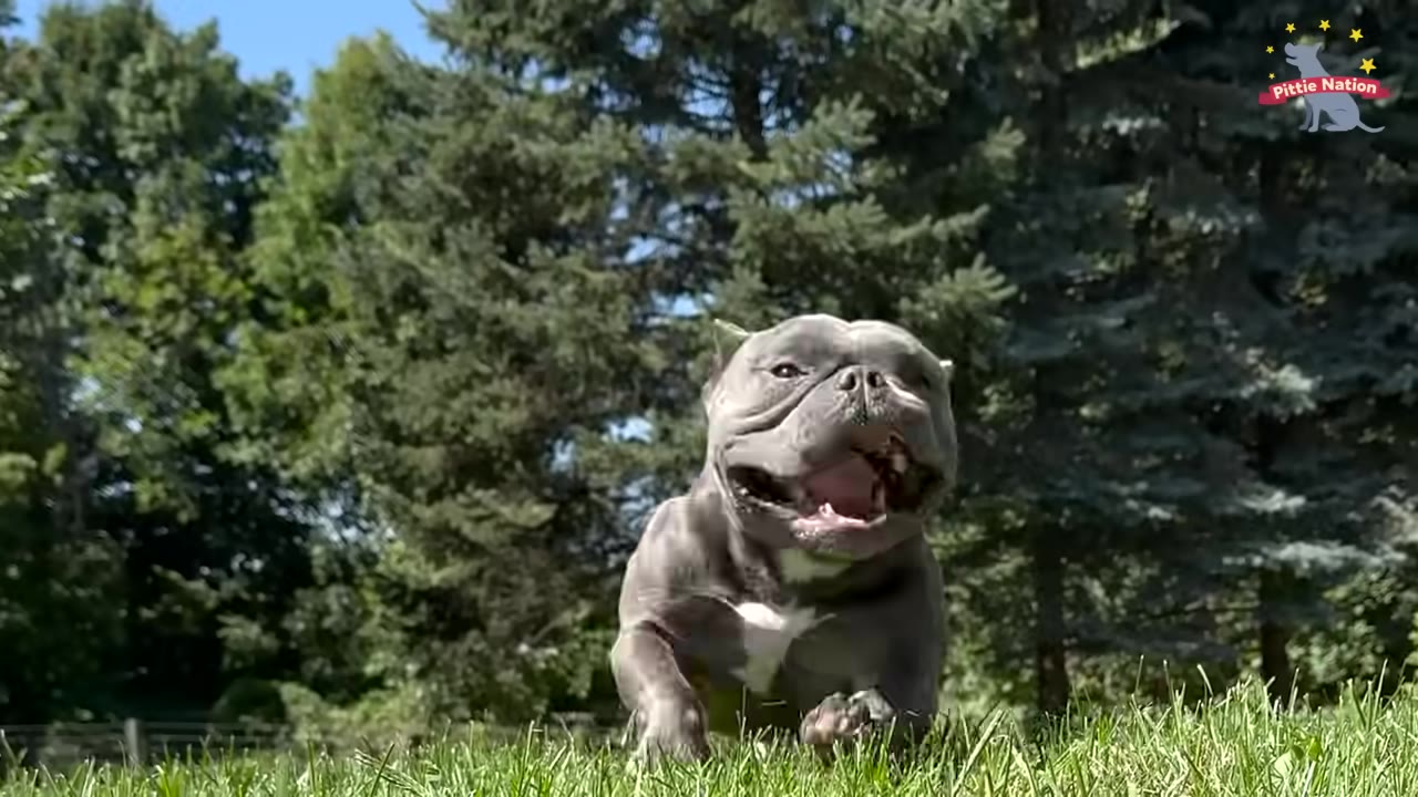 A healthy grey pit bull-type dog running happily through green grass with trees in the background.