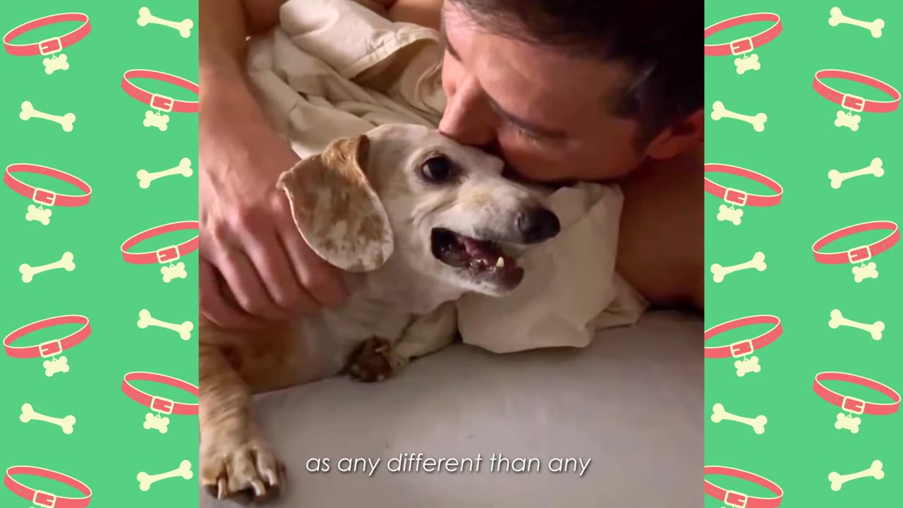 A man kisses a small, light-colored dachshund on the head as she lies on a bed, looking happy.