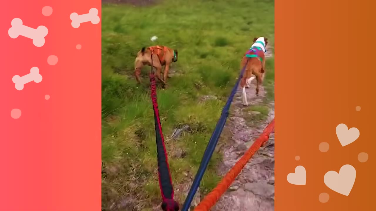 A first-person view of two dogs running ahead on a muddy, grassy trail, attached to leashes.