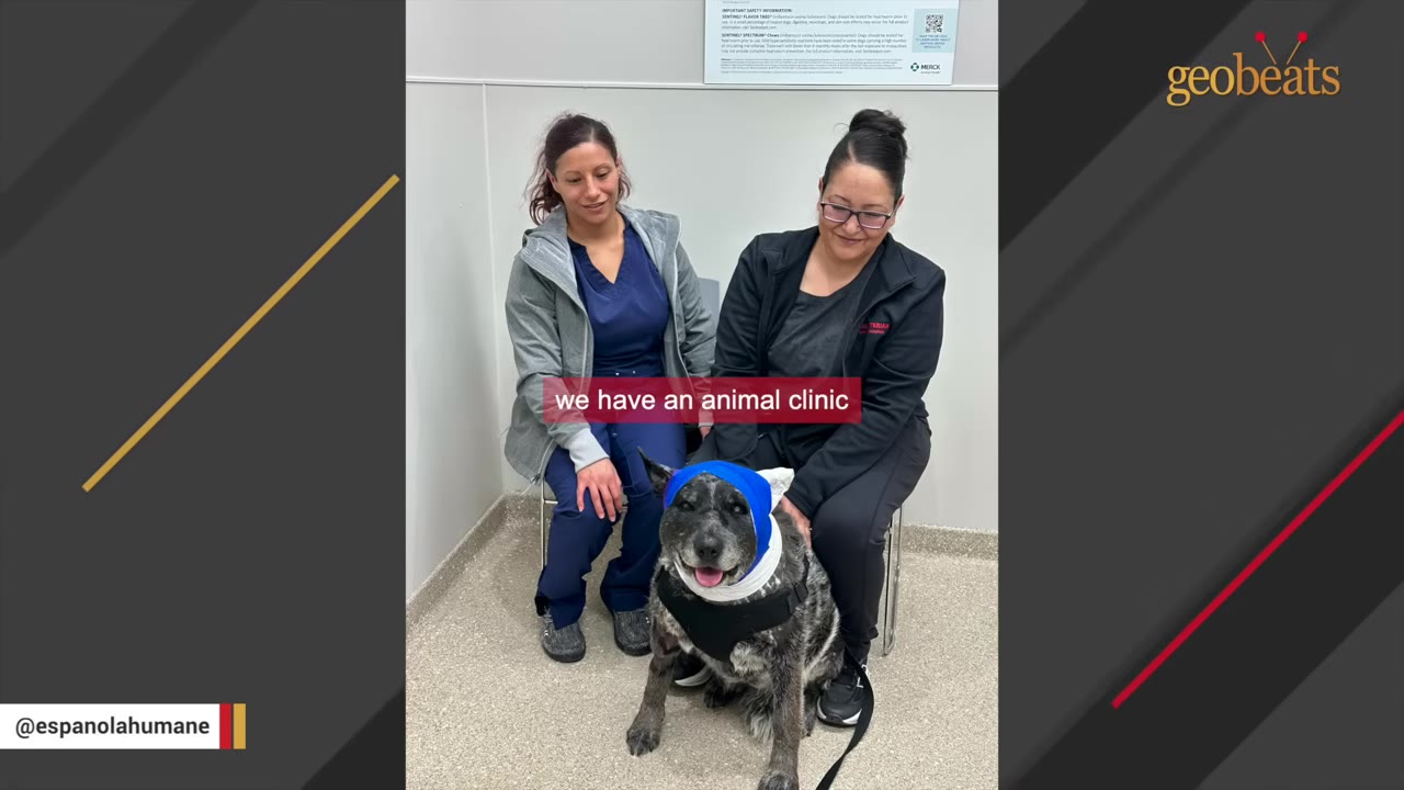 A dog with a blue and white bandage wrapped around its head sits on the floor of an animal clinic next to two veterinary staff members who are smiling.