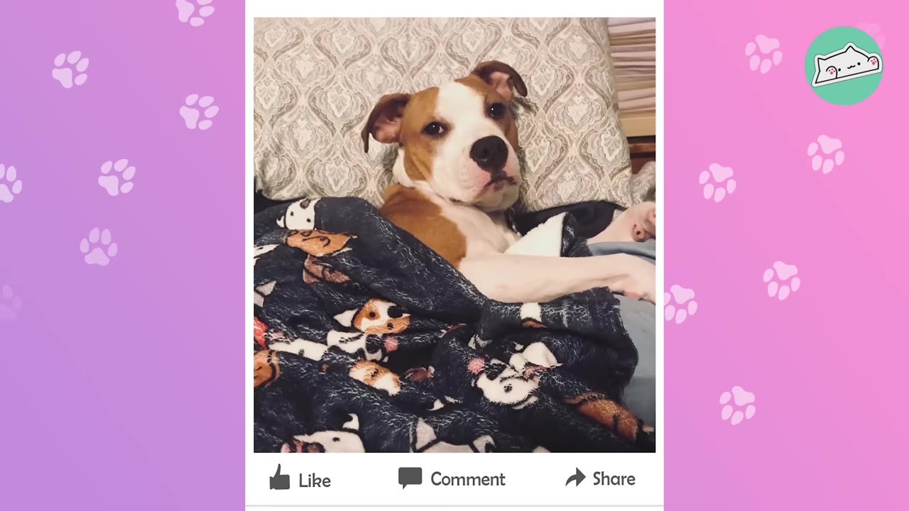 A Facebook post layout showing a brown and white dog lying in bed under a patterned blanket, with Like, Comment, and Share buttons visible below the photo.