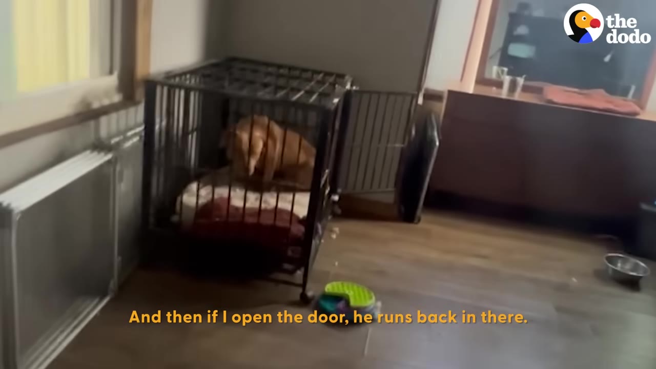 A tan dog sits inside a black wire crate on a dog bed in the corner of a room.