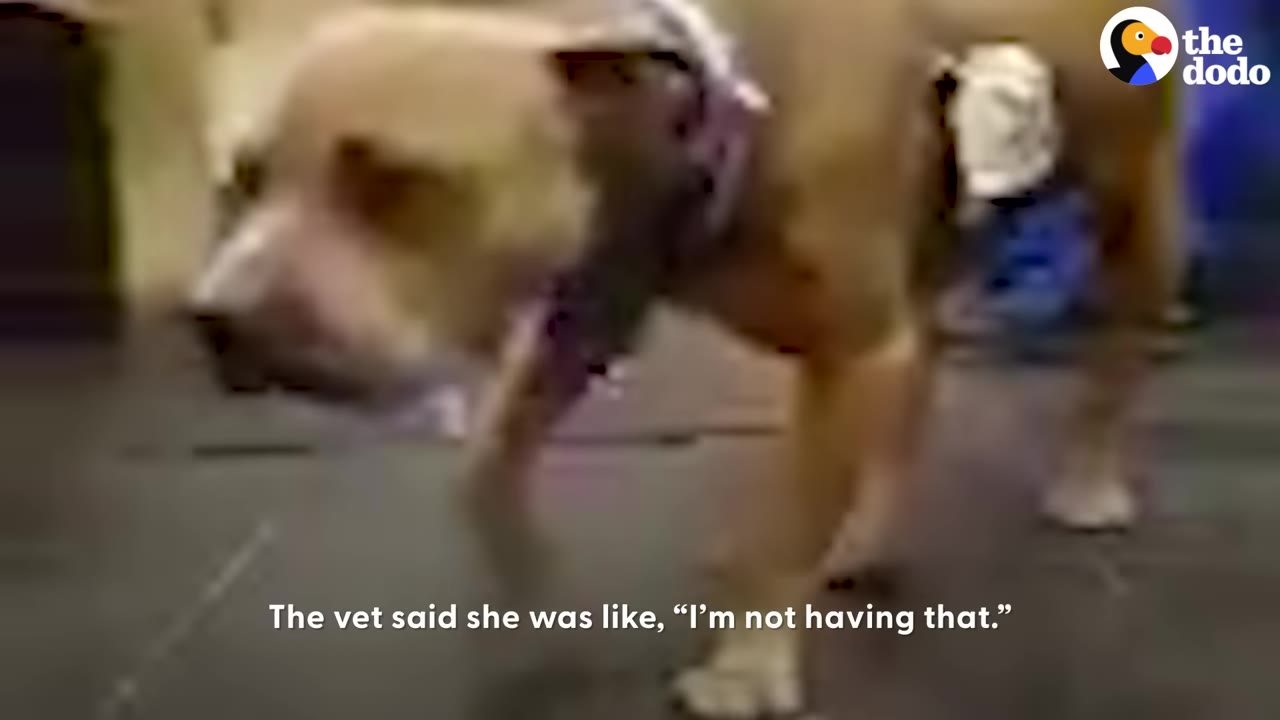 A tan dog standing and walking on its own, with a subtitle that reads, 'The vet said she was like, "I'm not having that."'