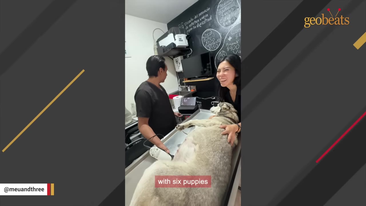 A pregnant dog lies on an examination table while a veterinarian performs an ultrasound scan, and a woman stands nearby looking emotional.