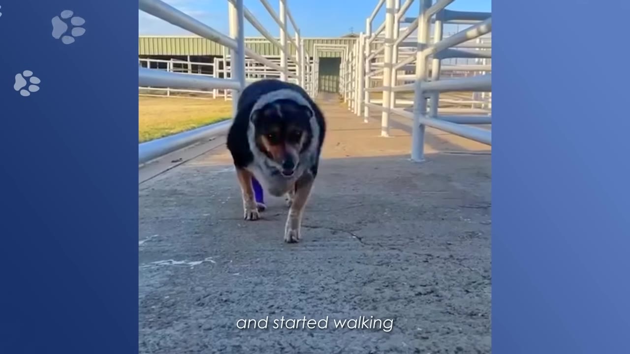 An overweight dog with a purple bandage on its leg walks forward on a concrete path between white railings.