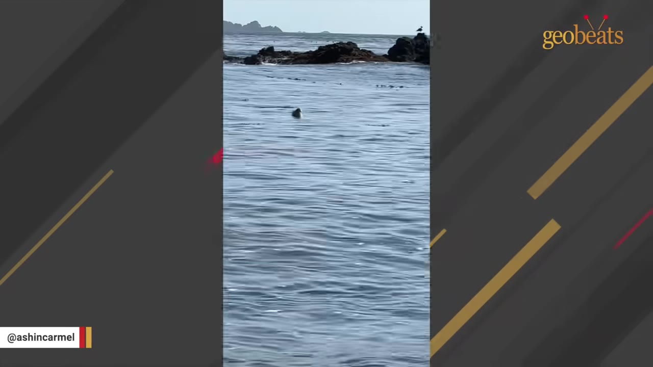 A seal's head emerges from the calm ocean water with rocky formations in the background.