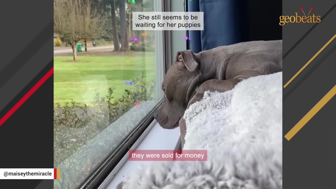A grey pit bull rests her head on a fluffy white blanket, looking out a window with a somber expression.