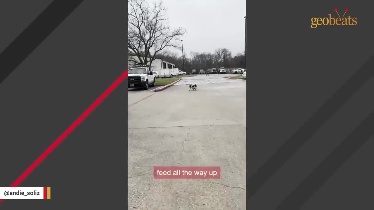 A black and white mother dog and her small puppy walking together in a paved parking lot.