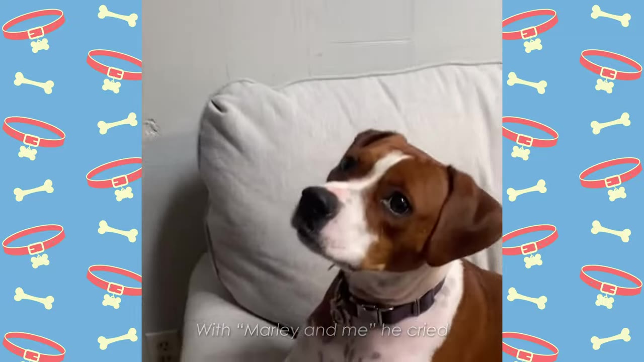 A brown and white dog sits attentively on a light-colored couch, looking off-camera with an engaged expression.