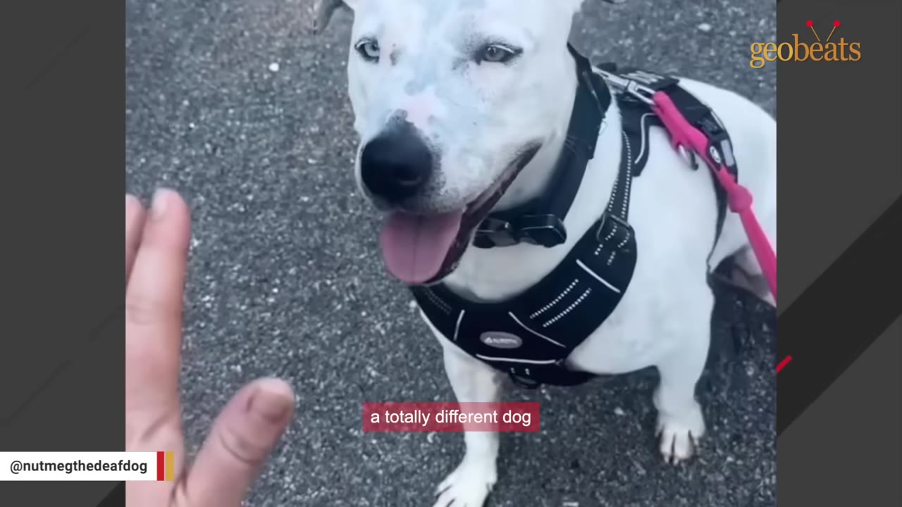 A happy white dog wearing a black harness looks up with its tongue out towards a person's hand.