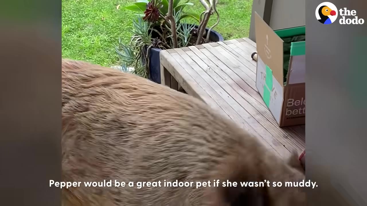A close-up view of a large, hairy brown pig standing on a wooden deck next to a cardboard box.
