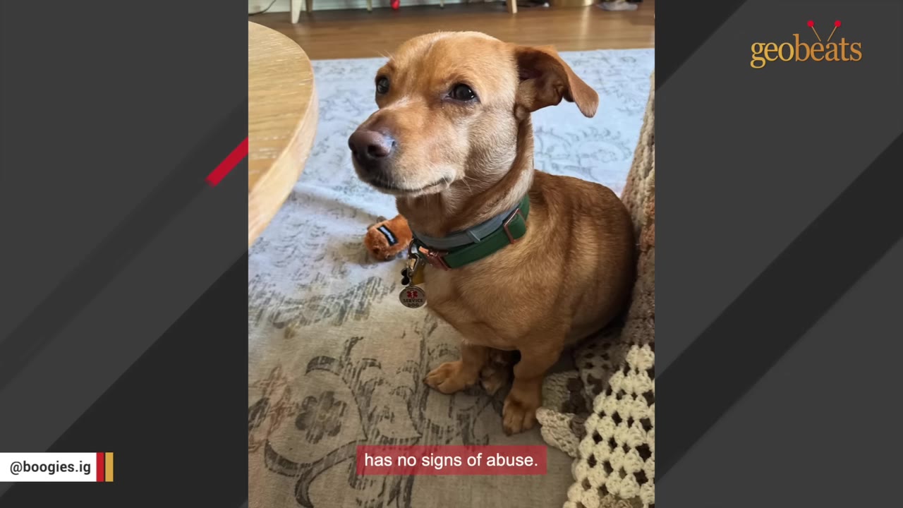A small brown dog with a green collar sits on a patterned rug, looking up with a curious expression.