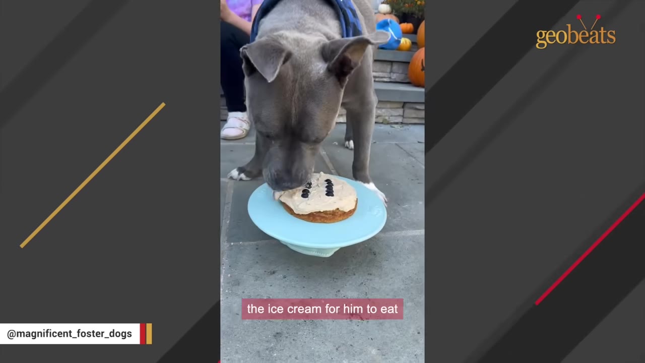 A gray pit bull dog eating a small dog-friendly ice cream cake on a light blue stand outdoors.