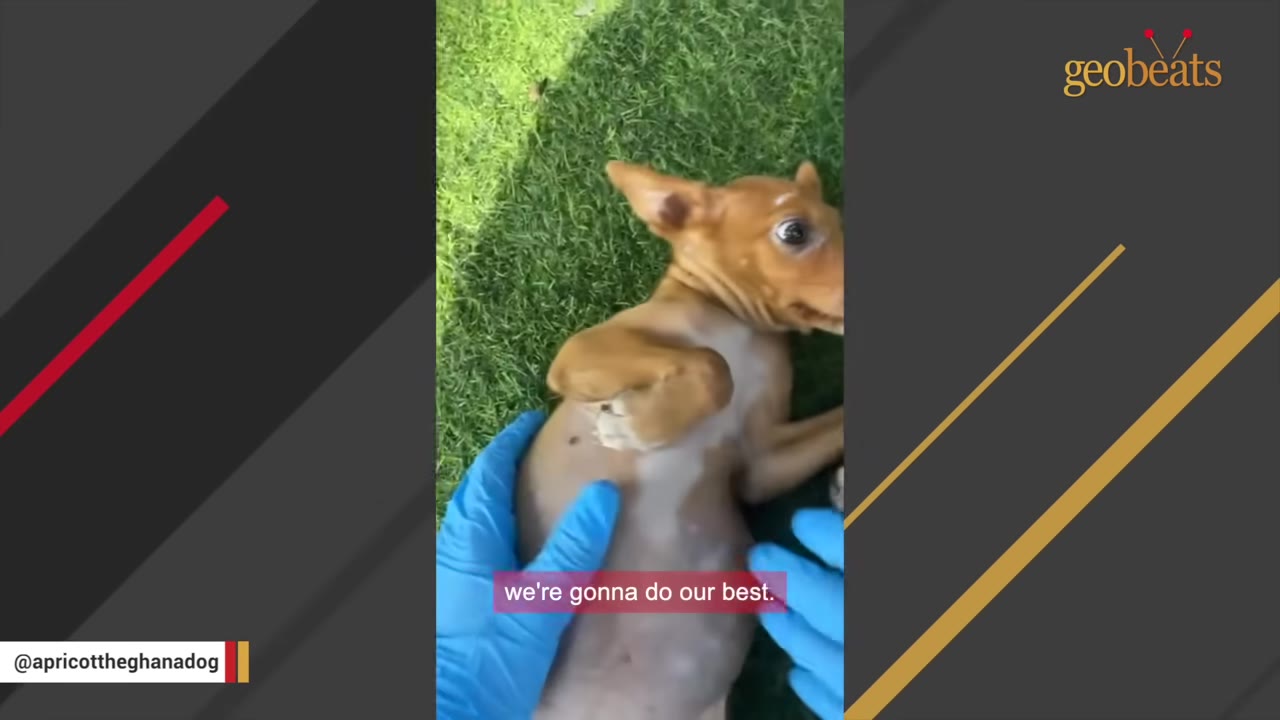 A close-up of a small brown puppy lying on its back on green grass, looking up with wide, alert eyes as hands in blue gloves gently touch its belly.