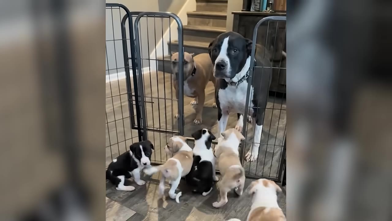 A black and white dog and a tan dog stand behind a metal pet gate, looking down at five small puppies on the other side.