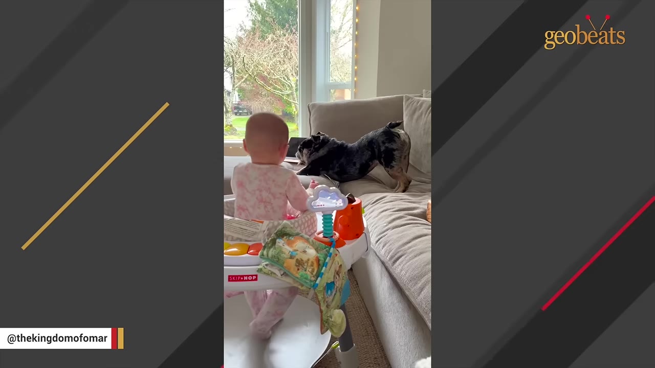 A baby in a pink patterned outfit sits in a white activity walker, looking towards a brindle French bulldog stretching on a beige couch.
