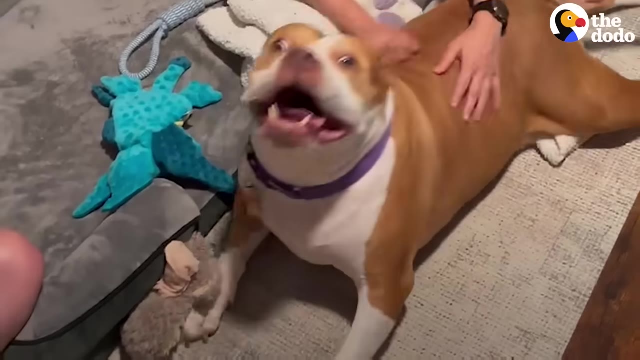A tan and white pit bull lies on a rug, looking up with an open mouth as a person pets her back.