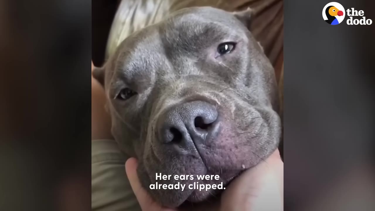 A close-up shot of a grey pit bull-type dog with cropped ears resting her head in a person's hand.