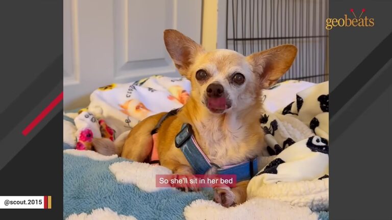 Texas Senior Dog Was Passed Over Until She Had Just Two Weeks Left At The Shelter